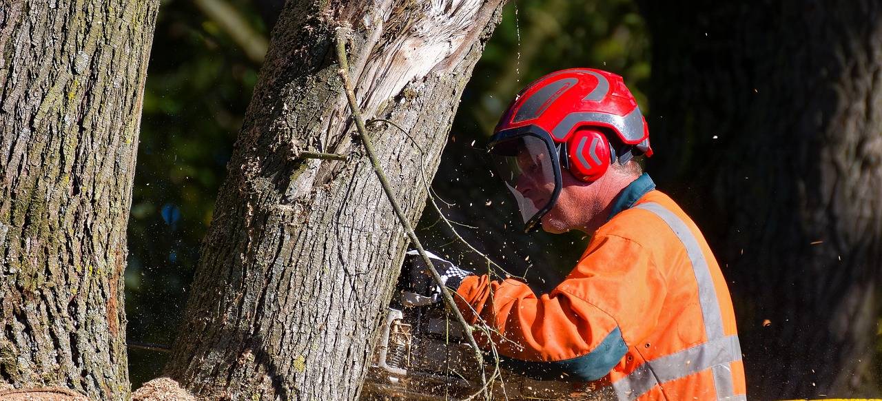 Élagage à Saint-Nazaire – Prenez soin de vos arbres avec Villemaire Espaces Verts