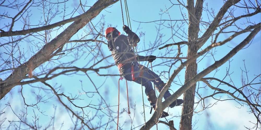 Élagage d’arbres sur Saint-Avertin 37550 et environs