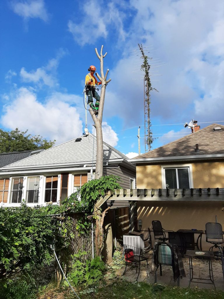elagueur grimpeur 37  jardins domaines chateaux Indre et Loire