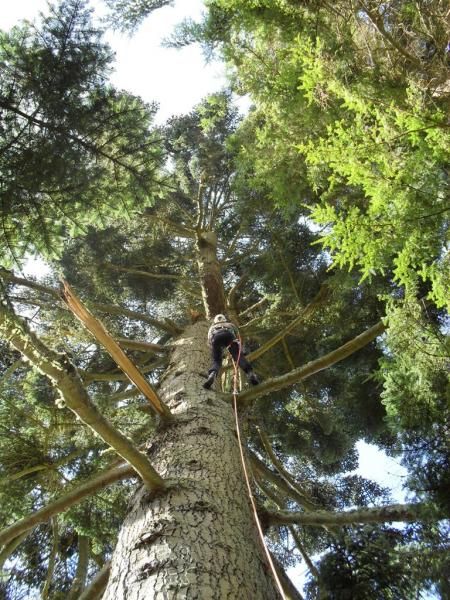 elagage arbre saint nazaire