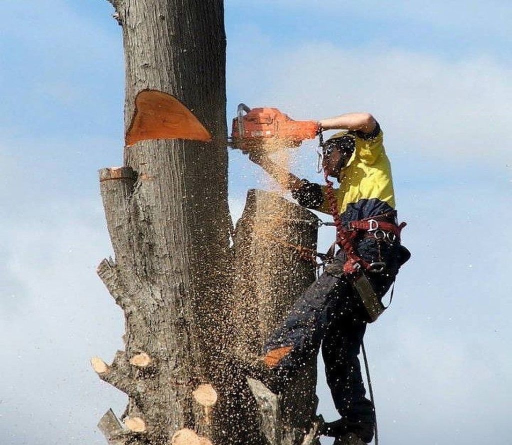 elagueur grimpeur 37  jardins domaines chateaux Indre et Loire