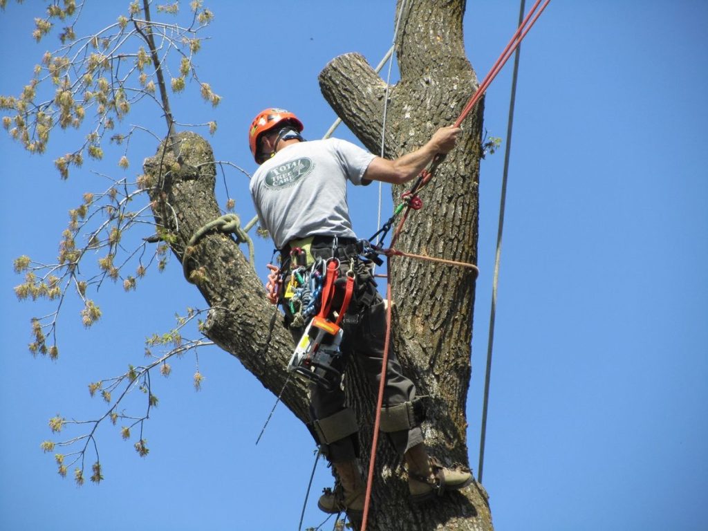 elagueur grimpeur 37  jardins 