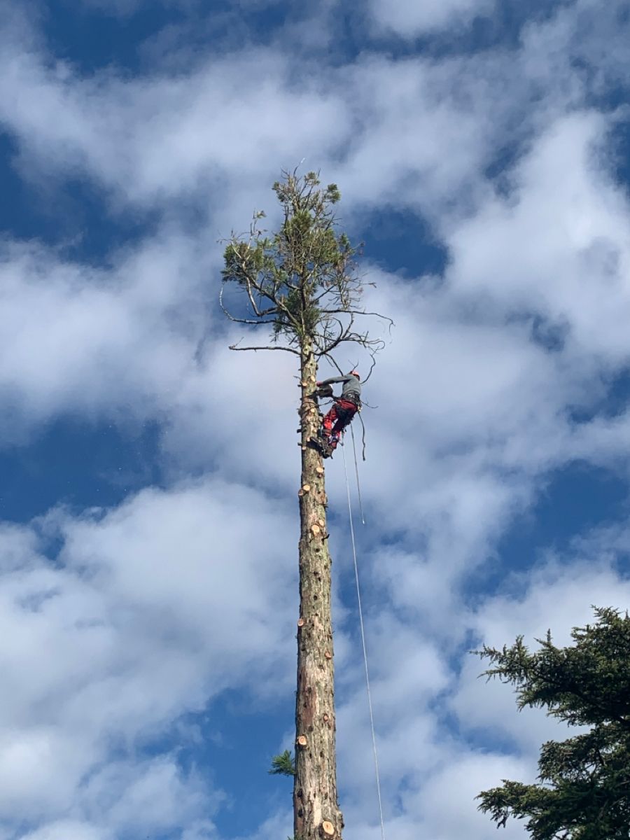 Elagage Poitiers 4bfee628cd175207eb4274cf650f38af