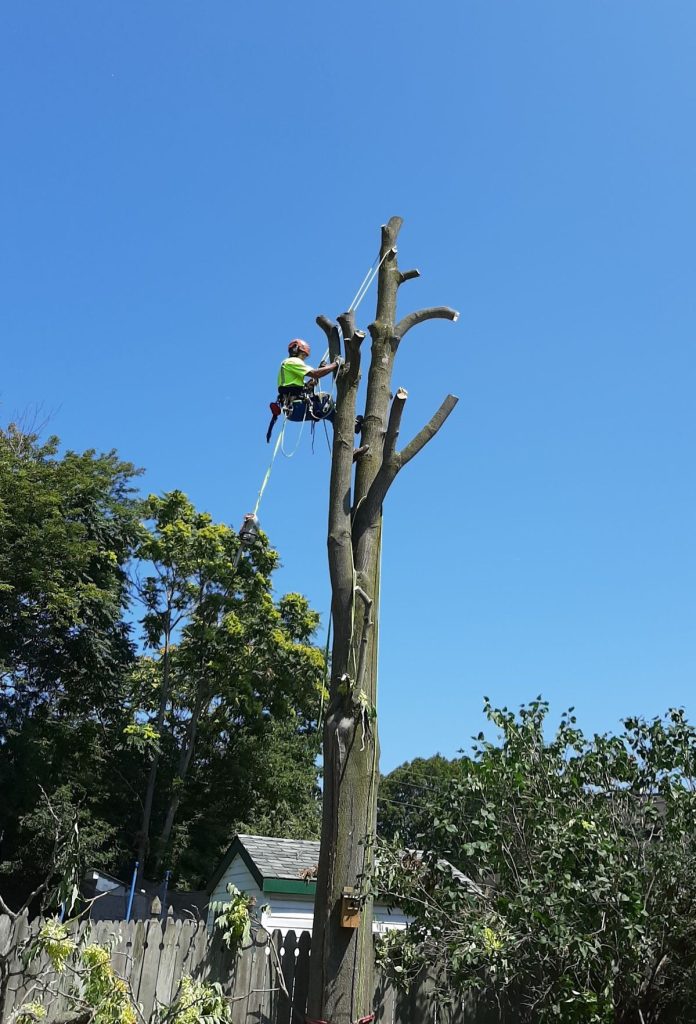 abattage arbre indre et loire 37