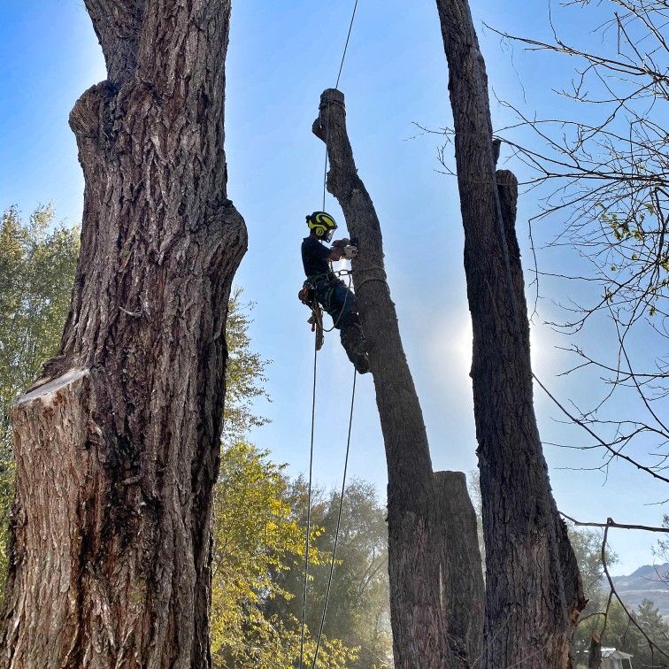 elagage arbre saint nazaire 44