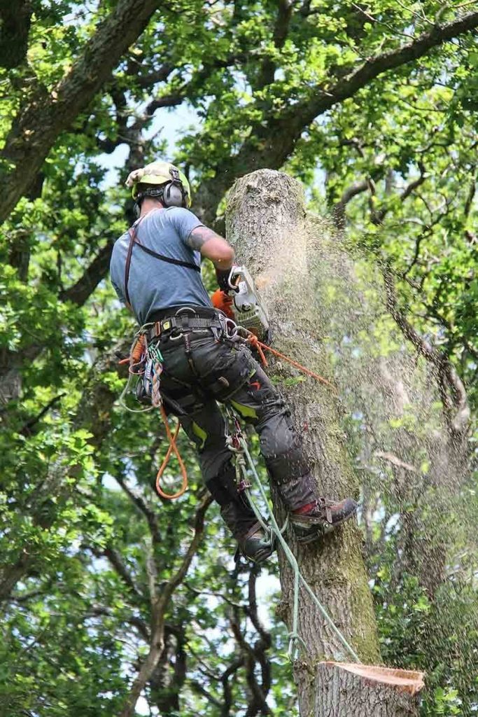 elagage arbre richelieu 37
