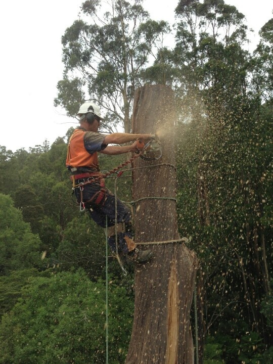 elagage arbre saint nazaire