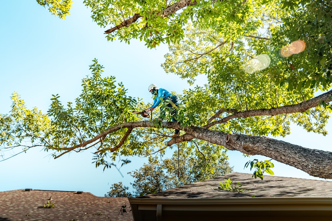 services-01 A tree climber trimming a live oak tree in Austin, TX. https://www.treescouts.com/