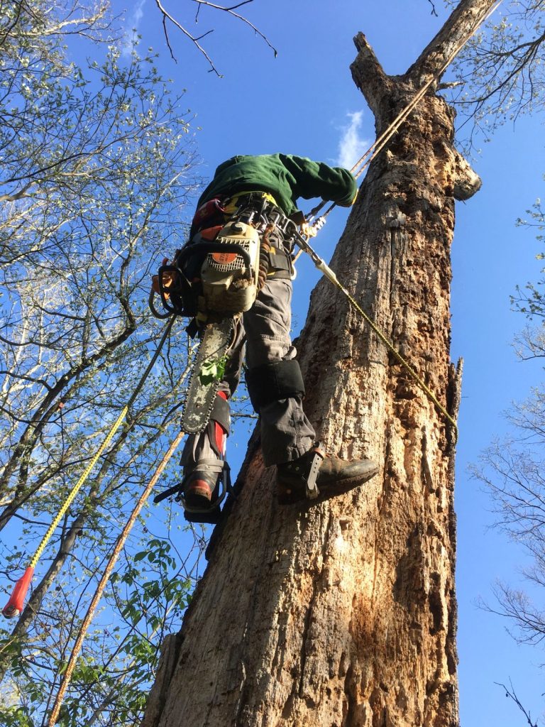 elagage arbre saint nazaire 44