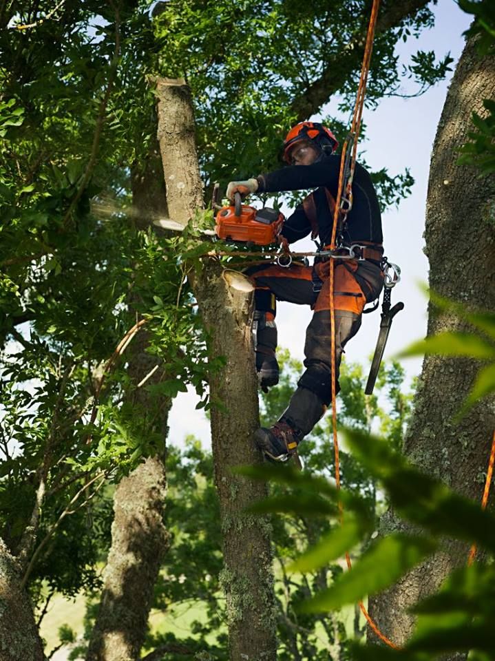 elagage arbre richelieu 37