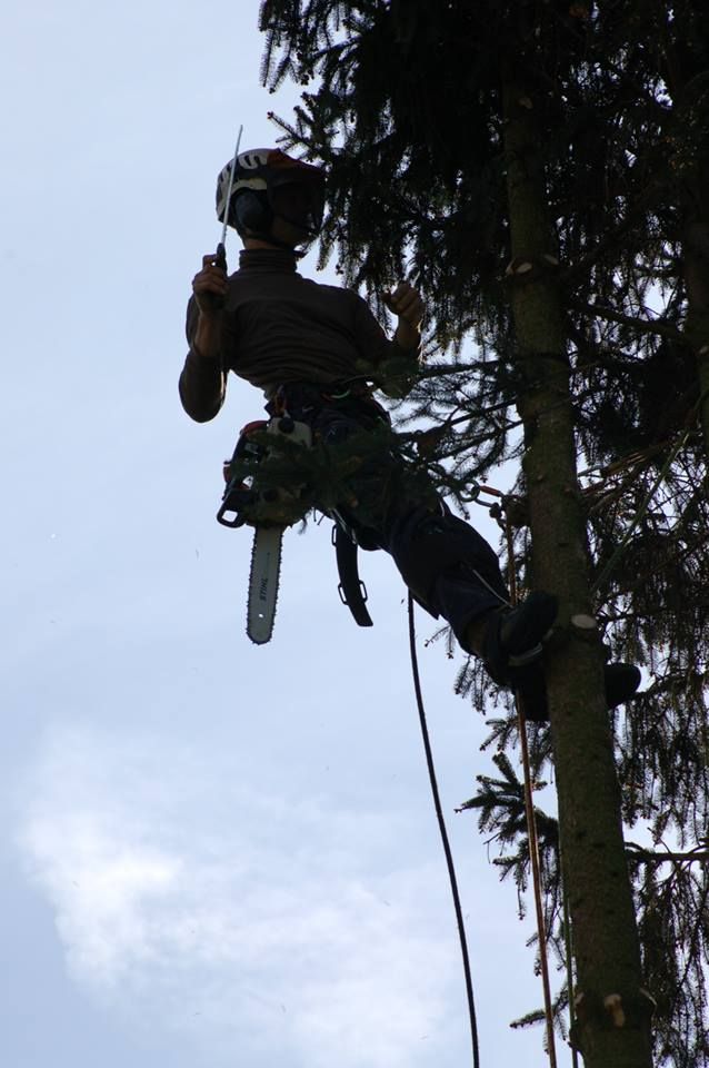 elagage arbre potier 86 abattage arbre potier 86