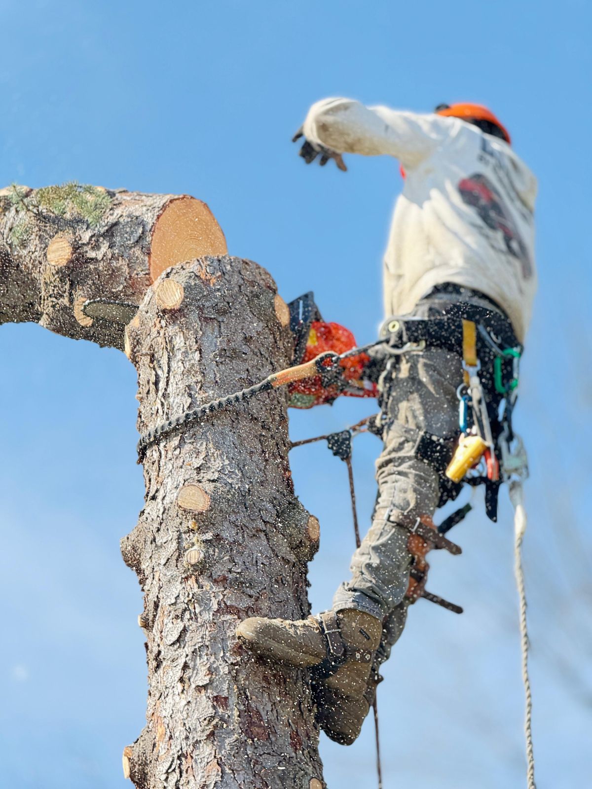 elagage arbre buxerolles 86 