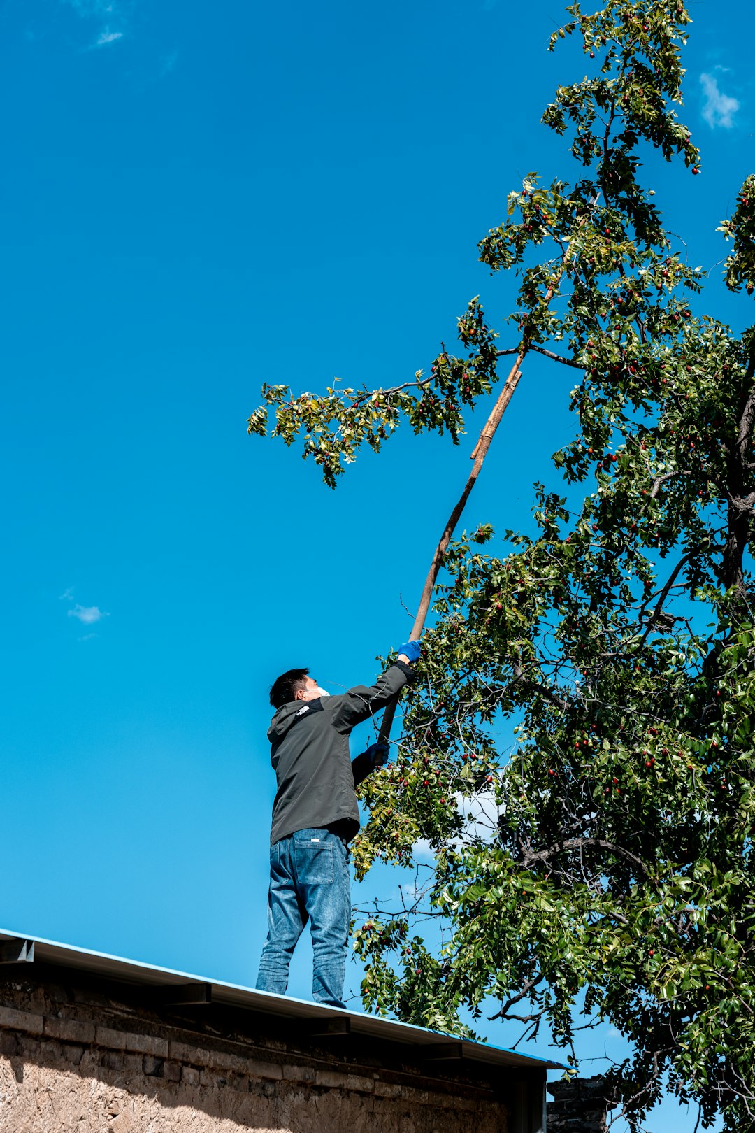 man-on-roof-trimming-tree-branches-with-pole-saw-j-p5urrkjis