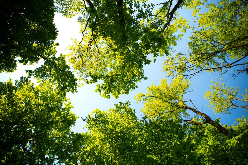 élagage respectueux des arbres 86 37 44