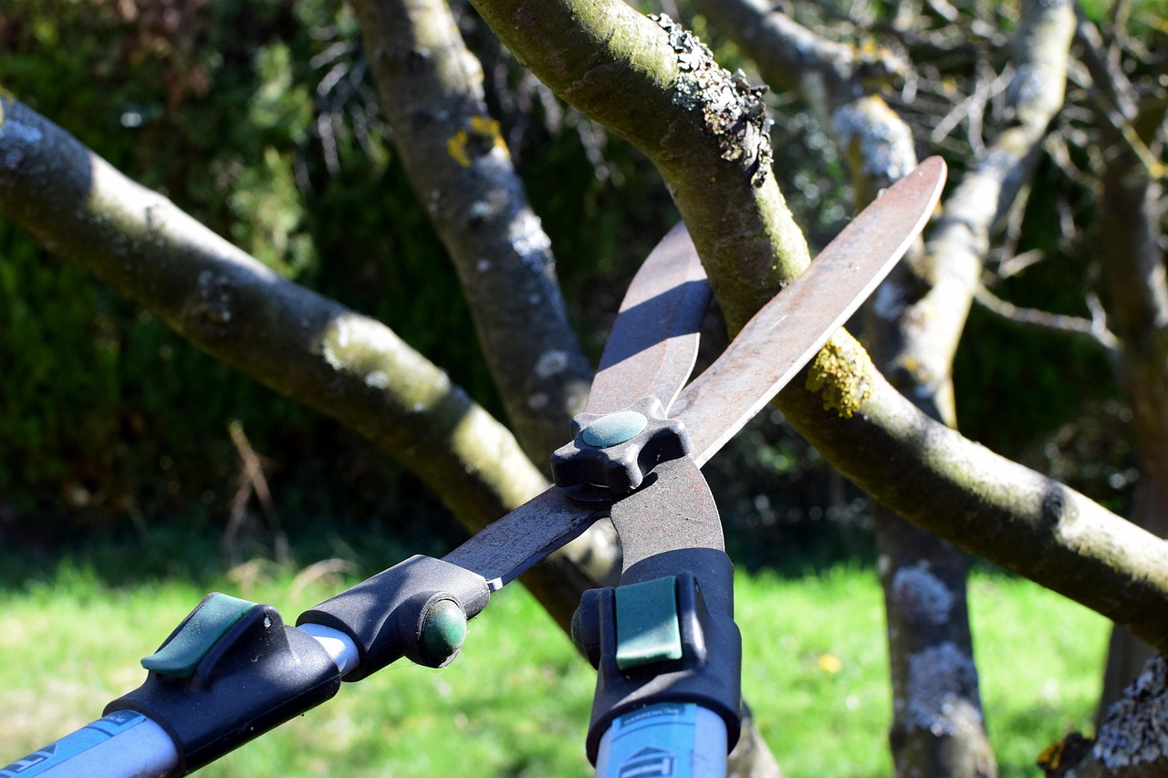 Mastering the First Impression: Your intriguing post title goes here pruning shears, hedge trimmer, nature, tree cutter, tree, garden