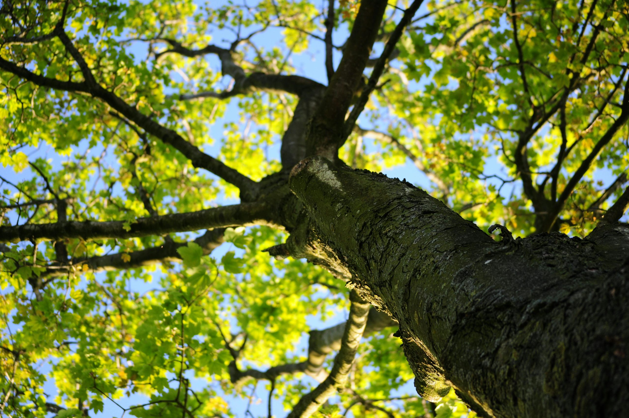 View from below of a tall tree with green leaves and sunlight filtering through.
